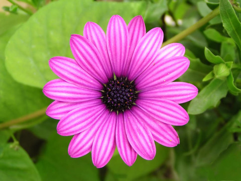 紫羅蘭花