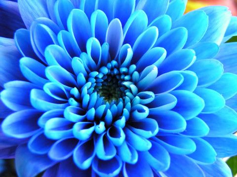 藍(lán)色的花