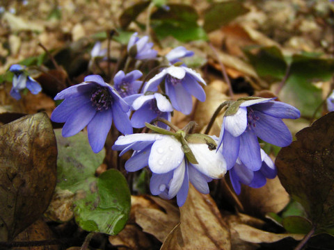 藍(lán)色的春天的花朵