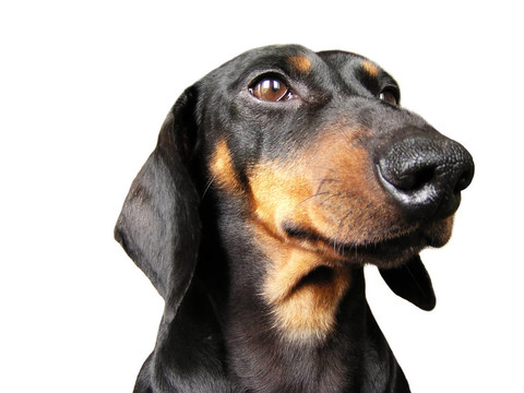 臘腸犬的畫像