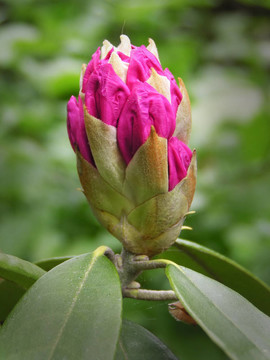 春天的花蕾