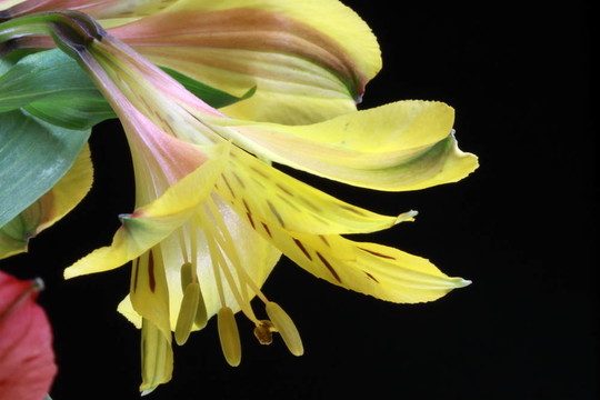 哭泣的百合花
