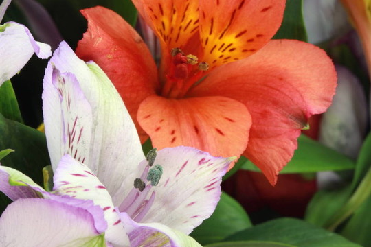 百合花