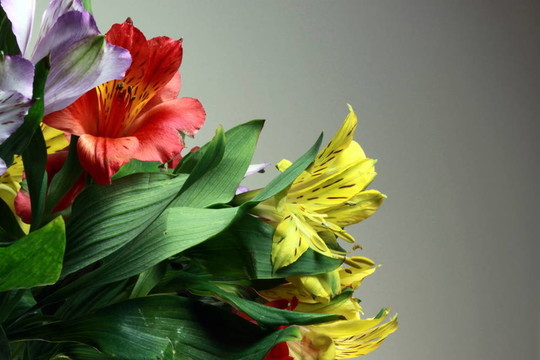 束百合花