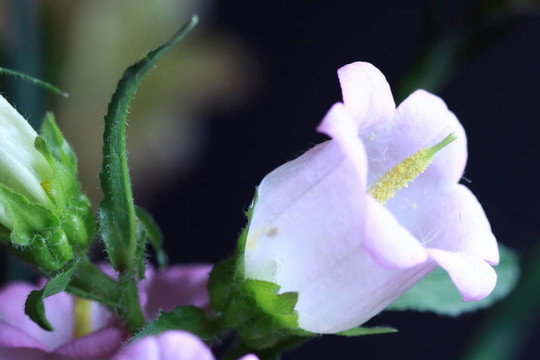 郁金香的花朵