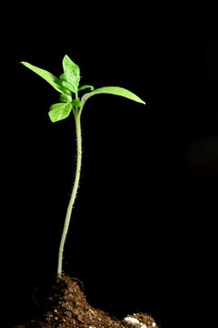 新生命的植物