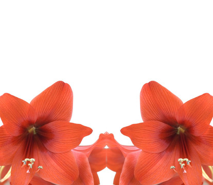 紅amarylis框架