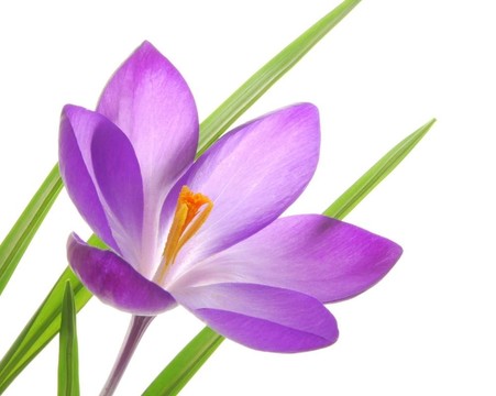 紫春番紅花