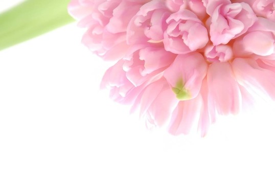 粉紅色的風(fēng)信子