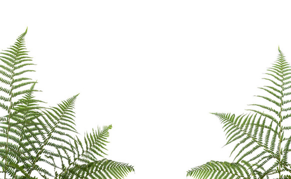 邊境的蕨類(lèi)植物
