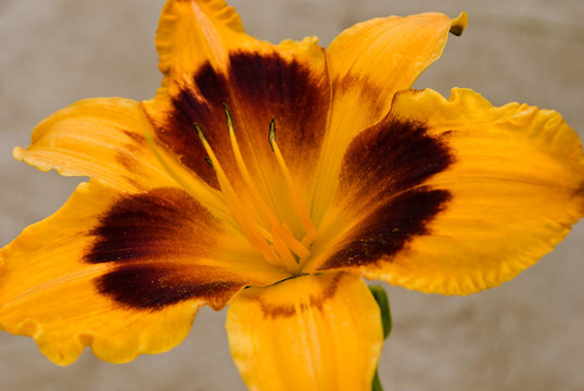 黃花菜