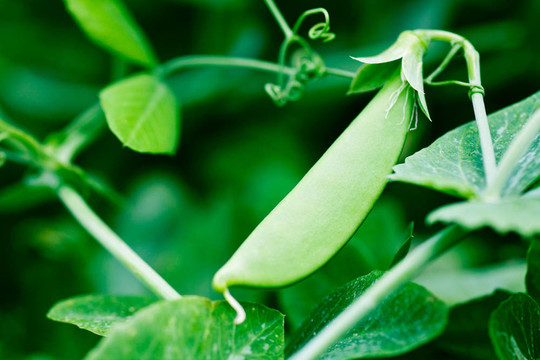 成熟的豌豆植物準(zhǔn)備采摘