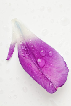 白色背景上的紫色郁金香花瓣