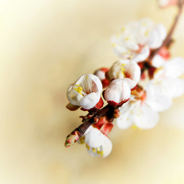 彈簧花；淺自由度；運動自由度