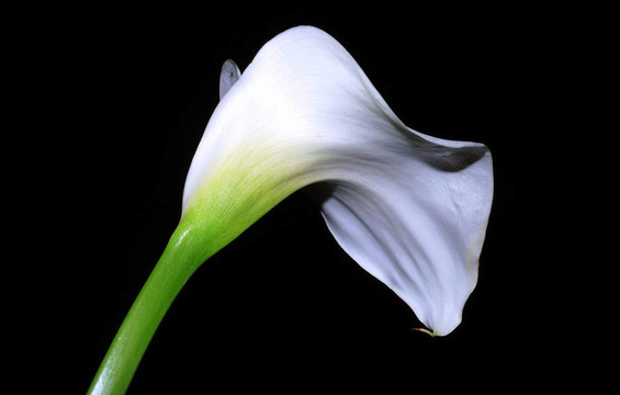 白色马蹄莲的花