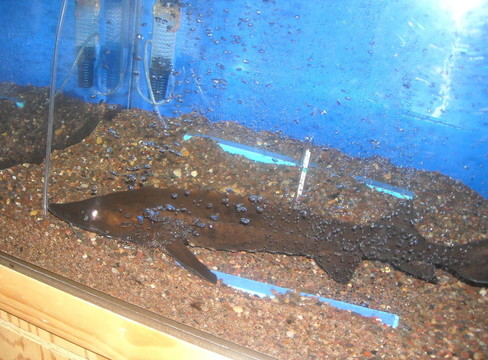 中華鱘水族館