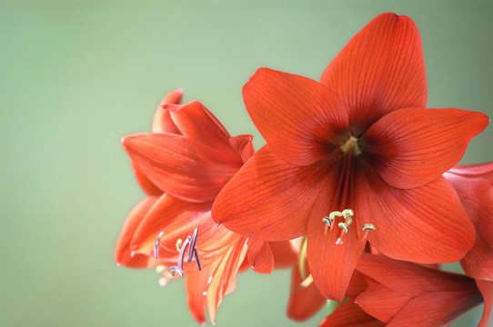 紅amarylis
