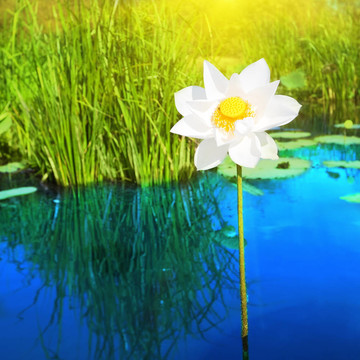 蓮花