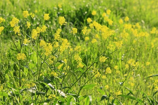 野花在野外