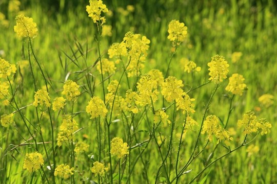 野花在野外