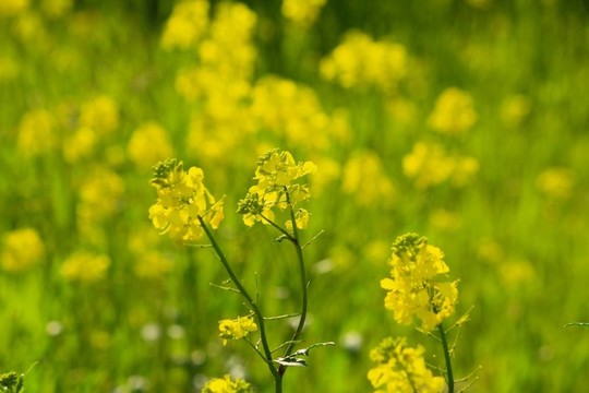 野花在野外
