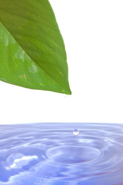 葉水