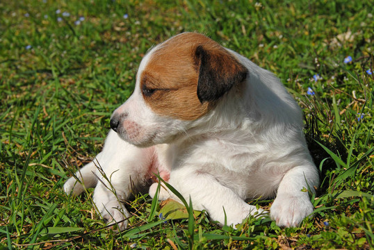 小狗jack russel梗