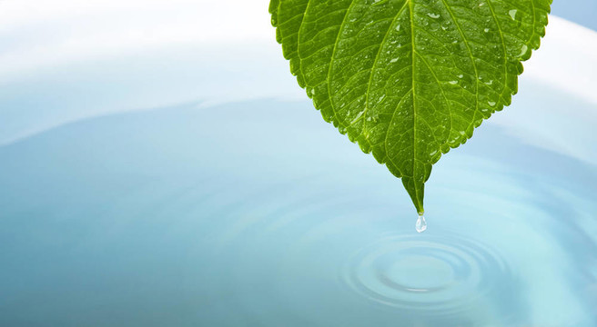 水滴與葉