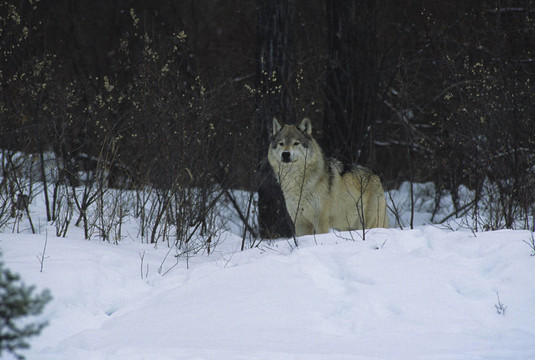 Grey Wolf在Snow