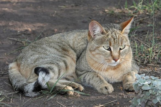 非洲野貓