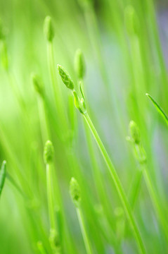 薰衣草花蕾