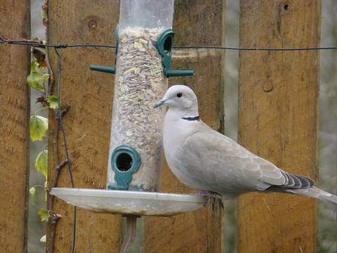 斑鳩；steptopelia decaocto