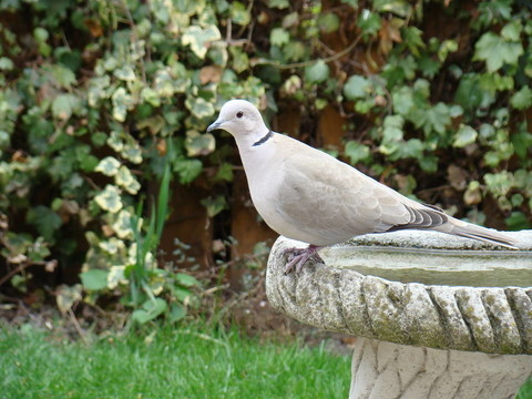 斑鳩；steptopelia decaocto