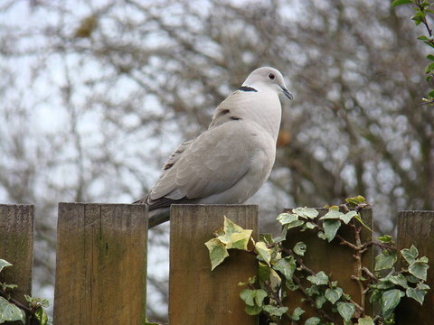 斑鳩；steptopelia decaocto