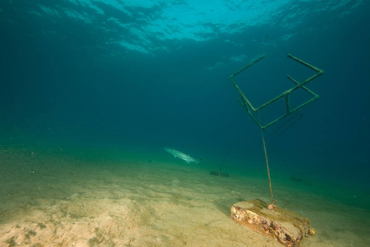 海洋和大梭魚