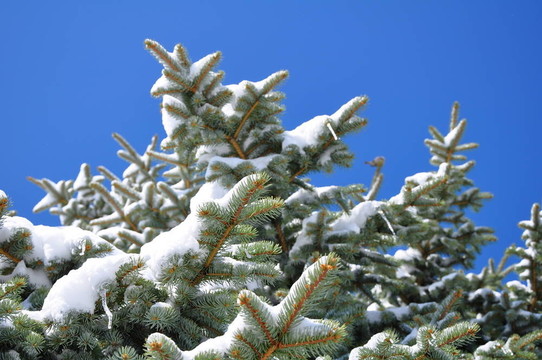 冰雪覆蓋的松樹