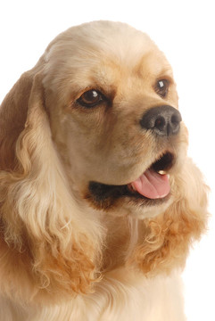 可卡犬