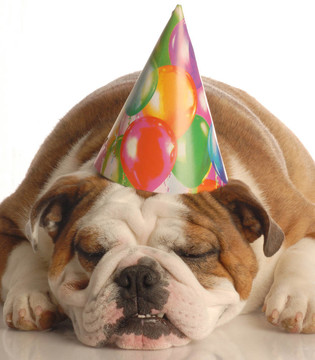 生日的狗