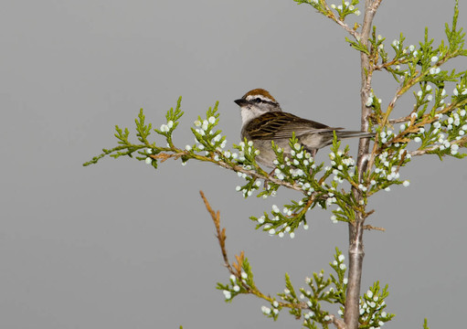 削Sparrow