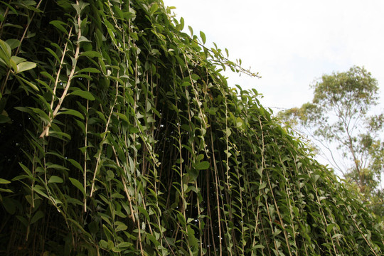 洛迪花園；德令哈市；印度