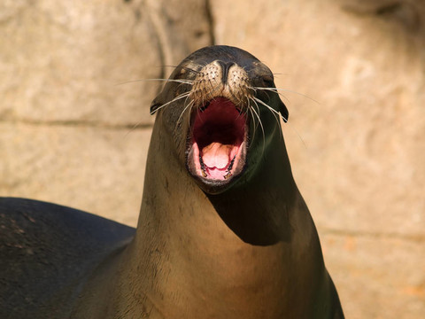 哭泣的海獅