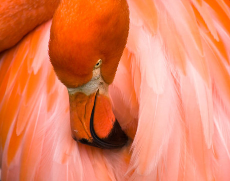 粉紅火烈鳥