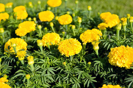 黃色的萬(wàn)壽菊