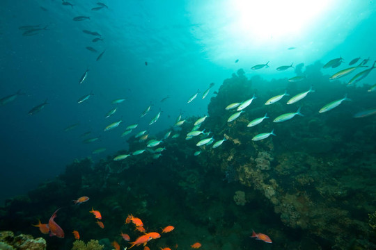 海洋；珊瑚；太陽和魚