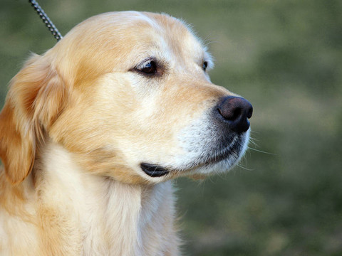 金毛獵犬