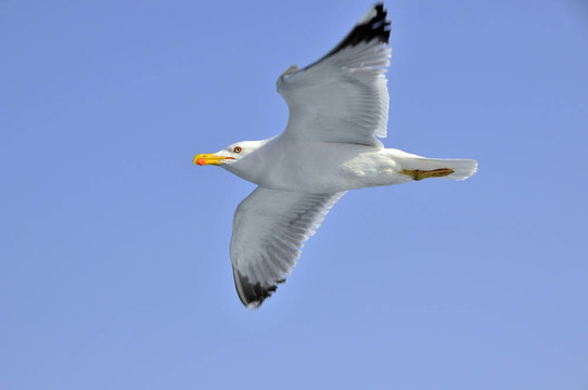 seagul