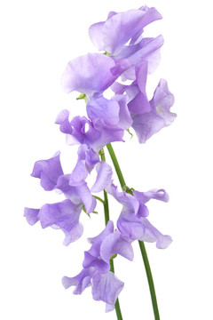 美麗的藍(lán)色的花