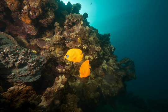 海洋；珊瑚；太陽和蝴蝶魚