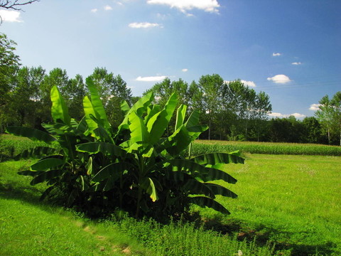 香蕉樹