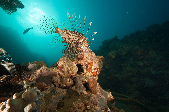 海洋；珊瑚；太陽和獅子魚